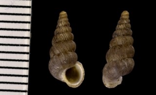 ポロゴマガイの亜種 Cochlostoma porroi gredleri small