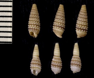 シロイボキリオレ Mastonia papillata small