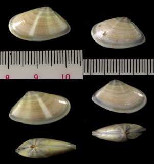コガタフランスナミノコ Donax semistriatus small