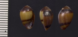 コクトウハマシイノミ Melampus sp. small