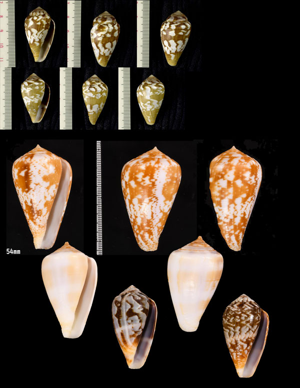 フトベッコウイモ (フクレベッコウイモ) Conus ermineus small