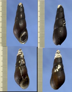 タケノコカワニナ Stenomelania rufescens small