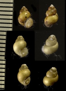 ヒメマルマメタニシ Gabbia kiusiuensis small