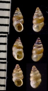 ベニゴマガイ Diplommatina pudica small