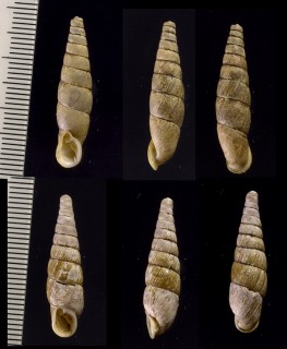 フルトンギセル Mesophaedusa hickonis fultoni small