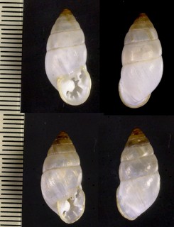 パタゴニアオニグチマイマイの仲間 Plagiodontes tesseirei