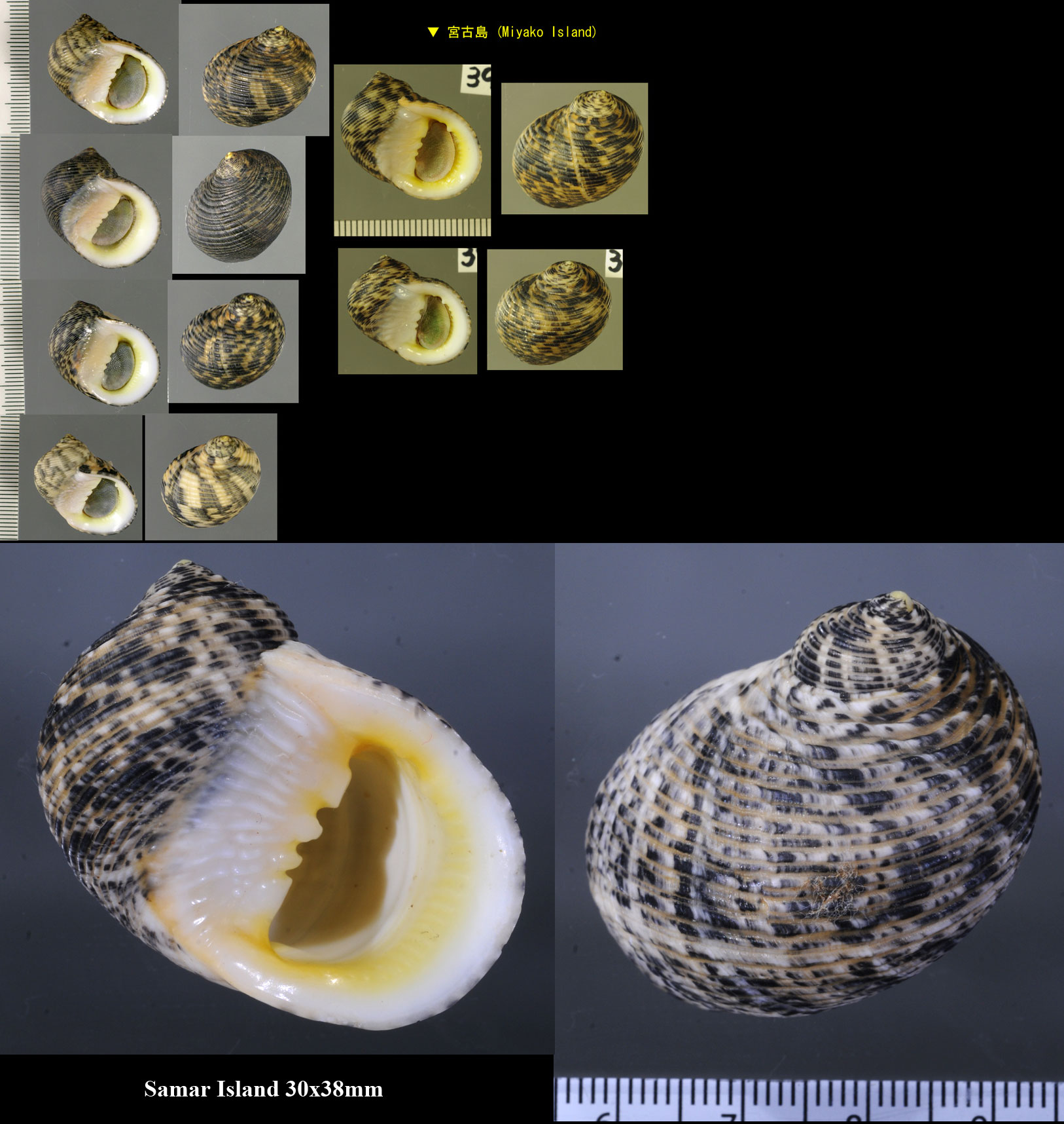 Microshells: Nerita undata アラスジアマオブネ