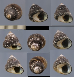 カナリーシラボシシタダミ (仮称) Monodonta atrata trappei small