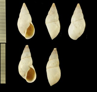 ステルツナートウガタマイマイ (仮称) Neopetraeus steizneri conispirus small