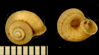 ソスアクチヒレガイ (仮称) Abbottella sosuaensis small
