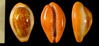 アンゴラスソベニダカラ Zonaria pyrum angolensis