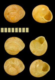 スケレリヤマキサゴ (仮称) Helicina schereri small