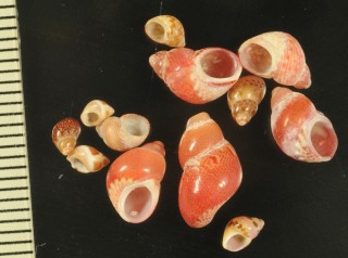モクメサラサバイ Tricolia tenuis small