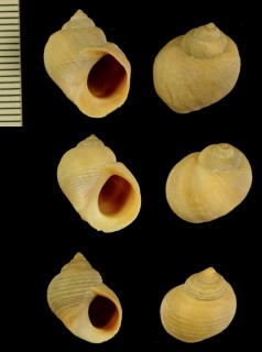 ホッキョクタマキビ 大西洋の型 Littorina saxatilis rudis small