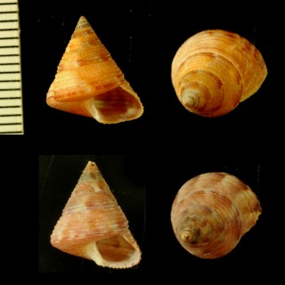 ビスカルディエビス (仮称) Calliostoma viscardii small