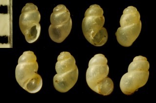 タニガワミジンニナ Bythinella nipponica minatoi small