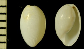 チビキザミコダマガイ Roxania utriculus small