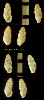 ニホンケシガイ Carychium nipponense small