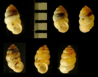 ウゼンゴマガイ 羽前胡麻貝 Diplommatina uzenensis small