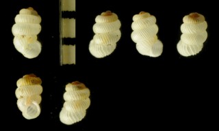 シリブトゴマガイ 尻太胡麻貝 Arinia japonica small