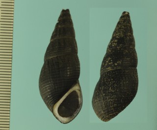 ヒタチチリメンカワニナ Semisulcospira hidachiensis small
