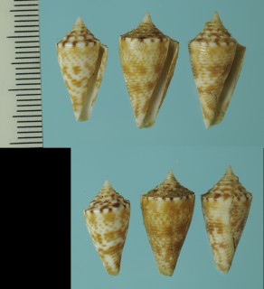 ヒメワカヤマイモ Conus wakayamaensis nereis small