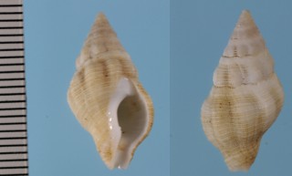 フォルスカルツノマタモドキの一種 Peristernia forskalii leucothea