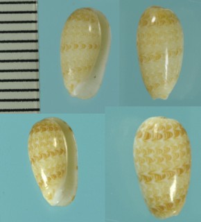 カザリトリノコ (仮称) Persicula pulcherrima small