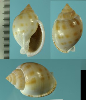 フイリウスウラシマ Semicassis bulla forma obscura small