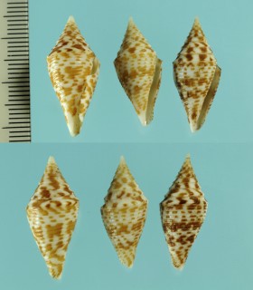 キシュウイモの一型 Conus subaequalis small