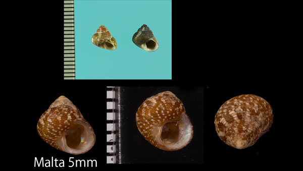 スジイリシタダミ Gibbula turbinoides small