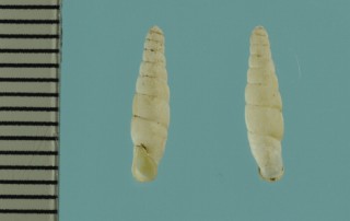 シロハダギセル 白膚煙管 Neophaedusa akiratadai