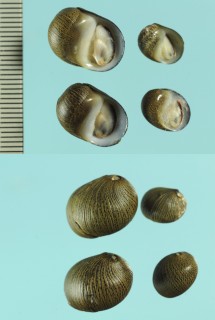 スジシマイガカノコ Clithon sp. small