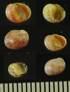 レモンカノコ Clithon souverbiana small