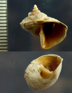 サワラビ Separatista helicoides