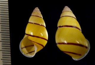 キイロニアスマレーマイマイ (仮称) Amphidromus sowerbyi small