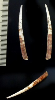 トサツノガイ　土佐角貝 Dentalium tosaensis small
