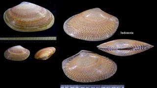 イヨスダレ Paphia undulata small
