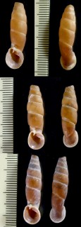 ホンペルーギセル Peruinia peruana small