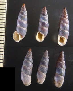 カイハクロマーニャギセル (仮称) Alopia canescens canescens small