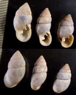 パタゴニアオニグチマイマイ　（仮称） Plagiodontes patagonicus small