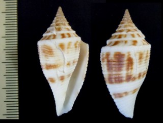 ヒシイモ Conus pagodus small