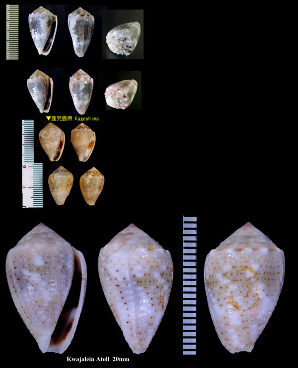 ジュズカケサヤガタイモ Conus coronatus