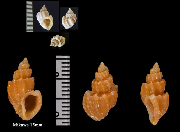 ヘソアキオリイレボラ Trigonostoma crenifera