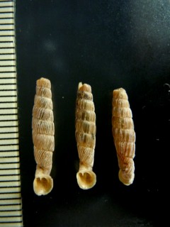 ペルーのキセルガイの仲間03 Gracilinenia filocostulata small