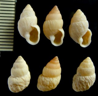 シムロトウガタマイマイ (仮称) Naesiotus simrothi small