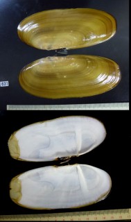 ダイコクオオミゾガイ Siliqua patula small