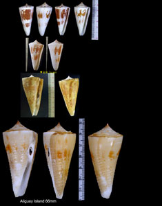 イトカケミナシ Conus tribblei small