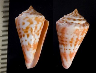 カリオカイモ (仮称) Conus carioca small