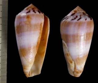 キラベッコウイモ Conus fulmen forma kirai small